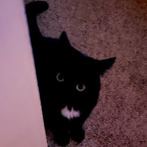 Meet your Posher, Maya